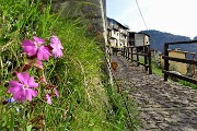 Spettacolo di crocus ai prati della Pigolotta di Valtorta il 22 aprile 2019  - FOTOGALLERY